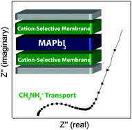 Graphical abstract: The use of ion-selective membranes to study cation transport in hybrid organic–inorganic perovskites