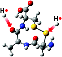 Graphical abstract: Hydrogen attachment dissociation of peptides containing disulfide bonds