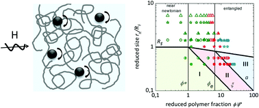 Graphical abstract: Size effects on rotational particle diffusion in complex fluids as probed by Magnetic Particle Nanorheology