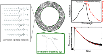 Graphical abstract: Lipid vesicle composition influences the incorporation and fluorescence properties of the lipophilic sulphonated carbocyanine dye SP-DiO