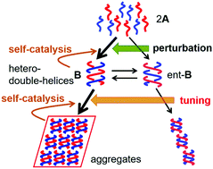 Graphical abstract: Proximate stochastic chiral symmetry breaking is mechanically tunable: formation of enantiomeric hetero-double-helices and aggregates from racemic oxymethylenehelicene oligomers