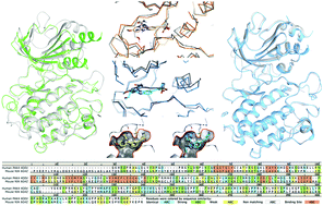 Graphical abstract: Molecular dynamics simulation and QM/MM calculation reveal the selectivity mechanism of type I 1/2 kinase inhibitors: the effect of intramolecular H-bonds and conformational restriction for improved selectivity