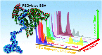 Graphical abstract: PEGylation within a confined hydrophobic cavity of a protein