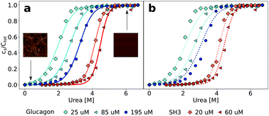 Graphical abstract: Thermodynamics of amyloid fibril formation from chemical depolymerization