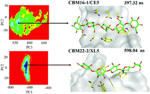 Graphical abstract: Molecular dynamics investigations of oligosaccharides recognized by family 16 and 22 carbohydrate binding modules