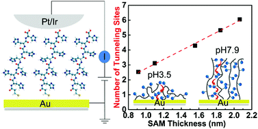 Graphical abstract: Tunable oligo-histidine self-assembled monolayer junction and charge transport by a pH modulated assembly