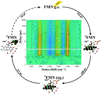 Graphical abstract: Femtosecond-to-nanosecond dynamics of flavin mononucleotide monitored by stimulated Raman spectroscopy and simulations