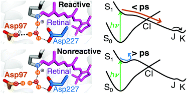 Graphical abstract: Acid–base equilibrium of the chromophore counterion results in distinct photoisomerization reactivity in the primary event of proteorhodopsin