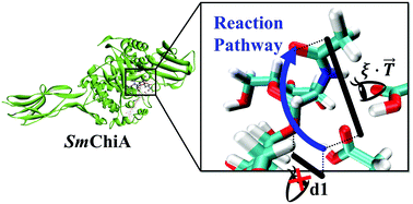 Graphical abstract: A novel ring-shaped reaction pathway with interconvertible intermediates in chitinase A as revealed by QM/MM simulation combined with a one-dimensional projection technique