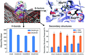 Graphical abstract: Molecular dynamics simulations reveal how graphene oxide stabilizes and activates lipase in an anhydrous gas