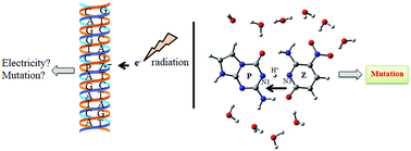 Graphical abstract: Electron and hole interactions with P, Z, and P:Z and the formation of mutagenic products by proton transfer reactions