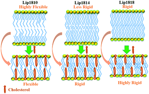 Graphical abstract: Deciphering the response of asymmetry in the hydrophobic chains of novel cationic lipids towards biological function