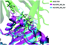 Graphical abstract: Molecular mechanism of Be2+-ion binding to HLA-DP2: tetrahedral coordination, conformational changes and multi-ion binding