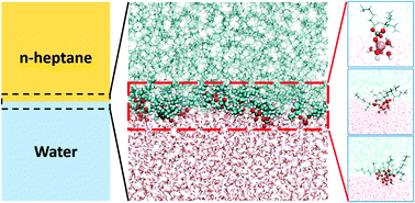 Graphical abstract: Interfacial structure in the liquid–liquid extraction of rare earth elements by phosphoric acid ligands: a molecular dynamics study