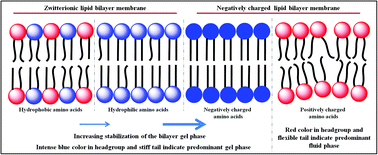 Graphical abstract: Interaction of aliphatic amino acids with zwitterionic and charged lipid membranes: hydration and dehydration phenomena