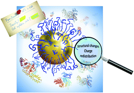 Graphical abstract: H-Bonding-mediated binding and charge reorganization of proteins on gold nanoparticles