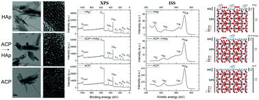Graphical abstract: X-ray photoelectron and ion scattering spectroscopic surface analyses of amorphous and crystalline calcium phosphate nanoparticles with different chemical histories