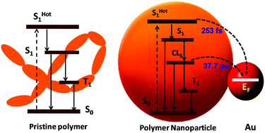 Graphical abstract: Global and target analysis of relaxation processes of the collapsed state of P3HT polymer nanoparticles