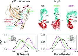 Graphical abstract: Common cancer mutations R175H and R273H drive the p53 DNA-binding domain towards aggregation-prone conformations