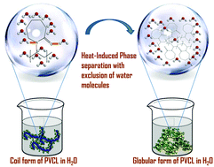 Graphical abstract: The role of osmolytes in the temperature-triggered conformational transition of poly(N-vinylcaprolactam): an experimental and computational study