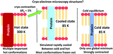 Graphical abstract: Cryo-temperature effects on membrane protein structure and dynamics