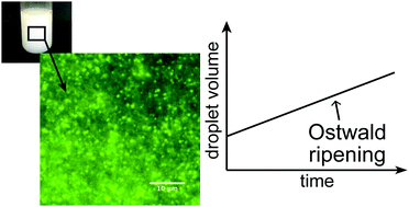 Graphical abstract: Oil-in-water emulsions based on hydrophobic eutectic systems