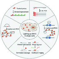 Graphical abstract: Lighting up single-nucleotide variation in situ in single cells and tissues