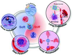 Graphical abstract: Influence of nanomedicine mechanical properties on tumor targeting delivery