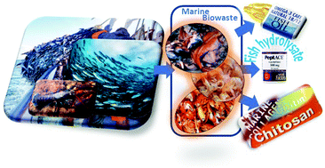 Graphical abstract: Upgrading of marine (fish and crustaceans) biowaste for high added-value molecules and bio(nano)-materials