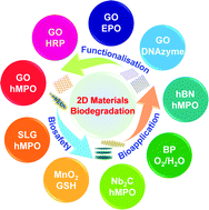 Graphical abstract: Degradation-by-design: how chemical functionalization enhances the biodegradability and safety of 2D materials