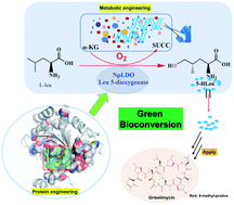 Graphical abstract: Redesign and engineering of a dioxygenase targeting biocatalytic synthesis of 5-hydroxyl leucine