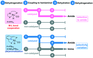Graphical abstract: Catalyzed or non-catalyzed: chemoselectivity of Ru-catalyzed acceptorless dehydrogenative coupling of alcohols and amines via metal–ligand bond cooperation and (de)aromatization