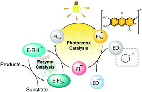 Graphical abstract: Boosting photobioredox catalysis by morpholine electron donors under aerobic conditions