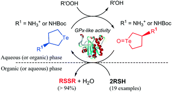 Graphical abstract: Cyclic telluride reagents with remarkable glutathione peroxidase-like activity for purification-free synthesis of highly pure organodisulfides