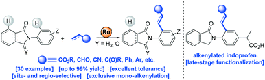Graphical abstract: Site-selective Ru-catalyzed C–H bond alkenylation with biologically relevant isoindolinones: a case of catalyst performance controlled by subtle stereo-electronic effects of the weak directing group