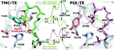 Graphical abstract: Why does tautomycetin thioesterase prefer hydrolysis to macrocyclization? Theoretical study on its catalytic mechanism