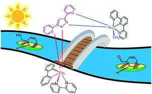 Graphical abstract: A Bpp-based dinuclear ruthenium photocatalyst for visible light-driven oxidation reactions
