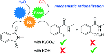 Graphical abstract: Base-controlled product switch in the ruthenium-catalyzed protodecarbonylation of phthalimides: a mechanistic study