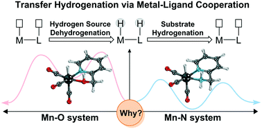 Graphical abstract: The origin of different driving forces between O–H/N–H functional groups in metal ligand cooperation: mechanistic insight into Mn(i) catalysed transfer hydrogenation
