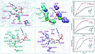 Graphical abstract: Fine-tuning of the substrate binding mode to enhance the catalytic efficiency of an ortho-haloacetophenone-specific carbonyl reductase