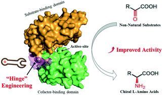 Graphical abstract: Semi-rational hinge engineering: modulating the conformational transformation of glutamate dehydrogenase for enhanced reductive amination activity towards non-natural substrates