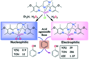 Graphical abstract: Single-step benzene hydroxylation by cobalt(ii) catalysts via a cobalt(iii)-hydroperoxo intermediate