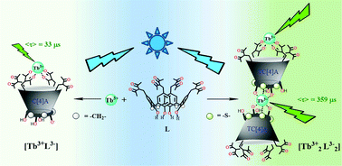 Graphical abstract: Structural and photophysical properties of Tb3+-tetra-1,3-diketonate complexes controlled by calix[4]arene-tetrathiacalix[4]arene scaffolds