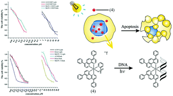 Graphical abstract: A nuclear permeable Ru(ii)-based photoactivated chemotherapeutic agent towards a series of cancer cells: in vitro and in vivo studies