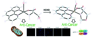 Graphical abstract: Enantiomeric pairs of ternary copper(ii) complexes and their aldol-type condensation products: synthesis, characterization, and anticancer and epigenetic properties