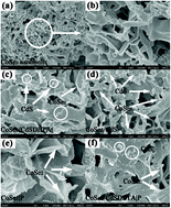 Graphical abstract: CoSe2/CdS-diethylenetriamine coupled with P clusters for efficient photocatalytic hydrogen evolution