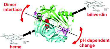 Graphical abstract: Subunit–subunit interactions play a key role in the heme-degradation reaction of HutZ from Vibrio cholerae