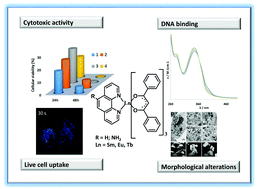 Graphical abstract: Lanthanide complexes with phenanthroline-based ligands: insights into cell death mechanisms obtained by microscopy techniques
