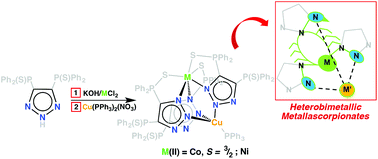 Graphical abstract: Metal-directed self-assembly of transition metal heterometallascorpionates