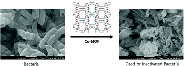 Graphical abstract: Antibacterial activities of Cu-MOFs containing glutarates and bipyridyl ligands